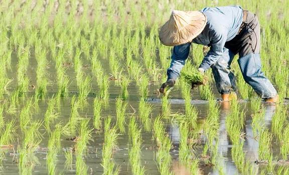 農(nóng)業(yè)品牌戰(zhàn)略規(guī)劃，對業(yè)務(wù)成功的作用